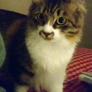 【おうち決定☆】　ノルウェージャン風の雑種の女の子