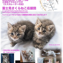 アクロスプラザ三芳店犬猫の譲渡会