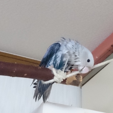 濡れソラッチ 水浴び大好き