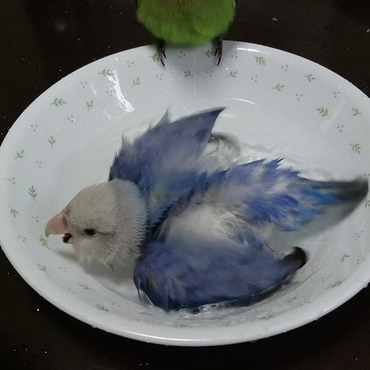 僕のプールだからね‼独り占め('ε'*)