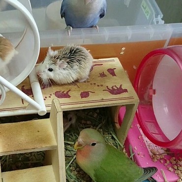 2018616ロボハムちゃん対面②