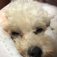 當山 ユキ