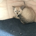 可愛いクリーム色のこねこ