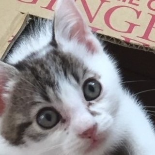 ねこらしいぽーくん