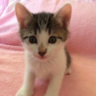 道に落ちてたトイレ完璧!美人３姉妹