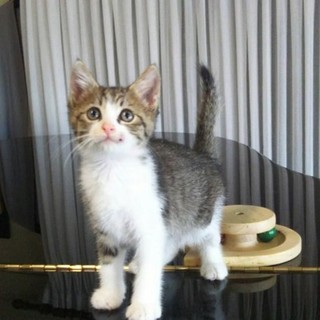 元気なワンパク坊主です!