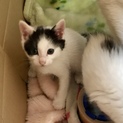 白黒の子猫ちゃん、ウーピー君
