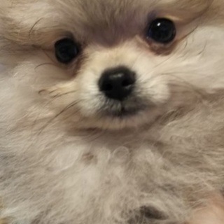 素敵な里親様が見つかりました