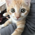 茶白子猫の里親募集