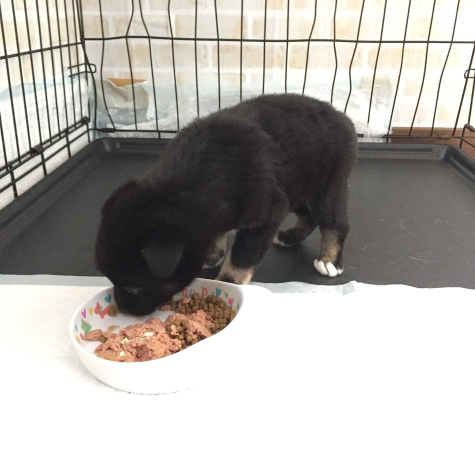 ネロのカバー写真