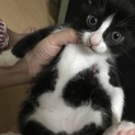 黒白子猫♂生後２か月