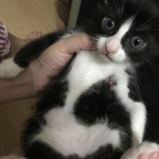 黒白子猫♂生後２か月