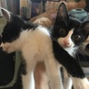 黒白子猫♂生後２か月 サムネイル2