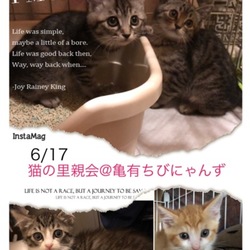 猫の里親会@亀有ちびにゃんず