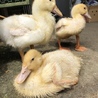ピッピちゃんと仲間たち