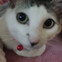 だいきち