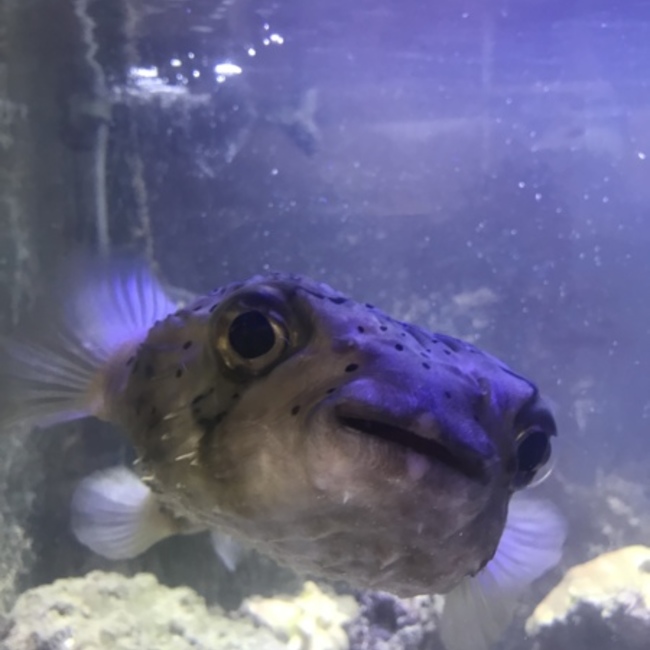 ヒマコロのカバー写真
