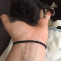 子猫