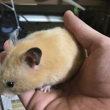 ハムハム
