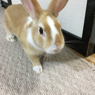 ミニウサギ