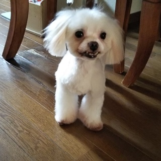 素敵な里親様が見つかりました