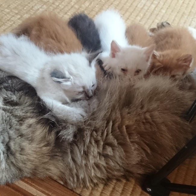 シャノワのカバー写真