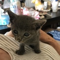生後1ヶ月以内の子猫です。