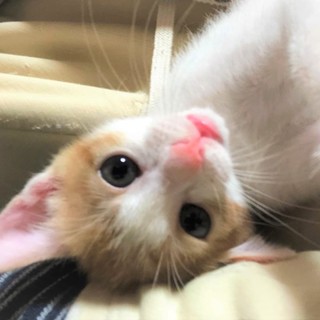 【里親さん決定しました】茶白の女の子