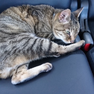 里親緊急募集!!