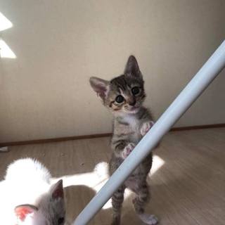 市内の倉庫で生まれていたところを保護された子猫