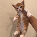 茶トラ1ヶ月半の美男子君