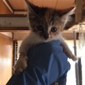 コクリコ子猫☆メス☆三毛