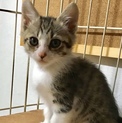 シンくん☆2ヵ月☆甘えん坊キジ白男子