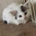りりか子猫 ☆メス☆白黒