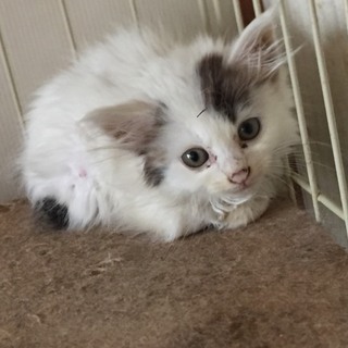 りりか子猫 ☆メス☆白黒