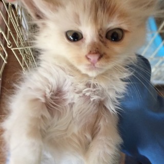 るるか子猫☆メス☆白三毛