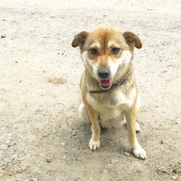 雑種の子犬が生まれます