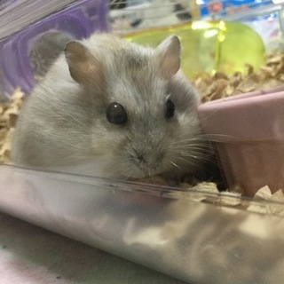 プディングハムスターさん