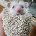 ハリネズミの里親募集