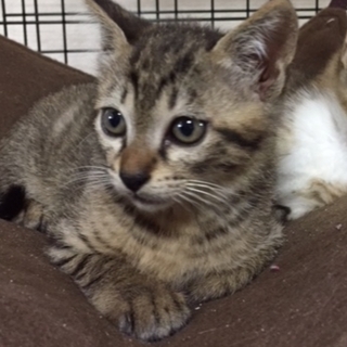 可愛い子猫のキジトラくん