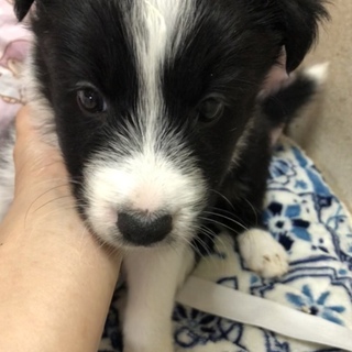 オーストラリアンシェパード×ボーダーコリーのMIX