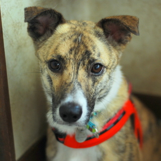 〜募集終了〜琉球犬MIX『トリトン』♂