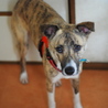 〜募集終了〜琉球犬MIX『トリトン』♂ サムネイル4