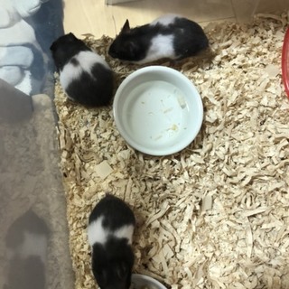 パンダハムスター( ブラックバンテッド)