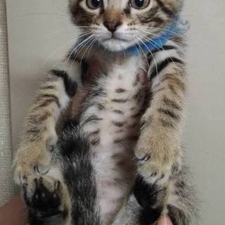 キジトラの男の子1