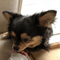 ［再募集］チワワ男の子1才
