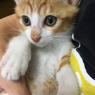 カワイイ茶シロの男の子です！