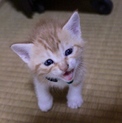 4.17生まれの子猫ちゃん