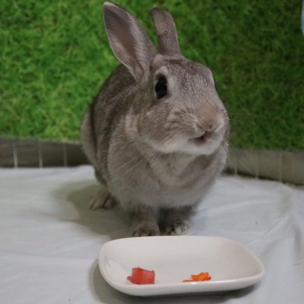 保護うさぎ 心 こころ ちゃん 大阪府 小動物の里親募集 198111 ペットのおうち 月間利用者150万人