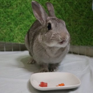 保護うさぎ 心(こころ)ちゃん